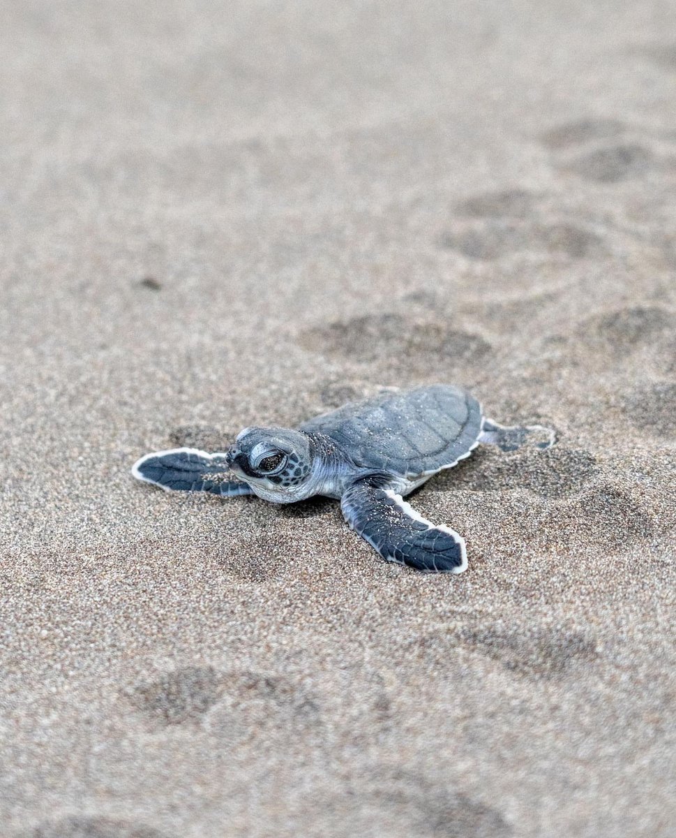 Costa Rica is home to some of the world’s most important nesting areas for turtles!

One of the most beloved visitors is the green sea turtle, primarily found at Tortuguero National Park – the largest nesting site in the Western Hemisphere for this species! 

📷 IG @ j_leeroy