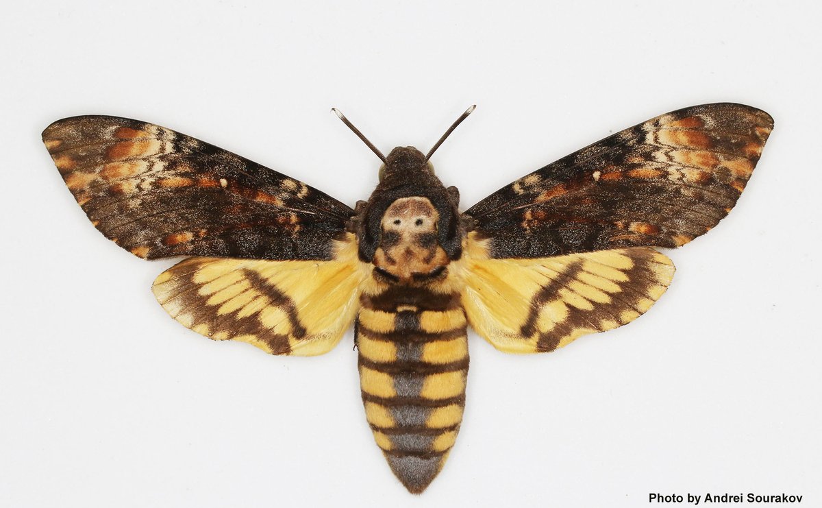 No skull is alike. Even on the dead head moth's thorax. Happy Halloween!