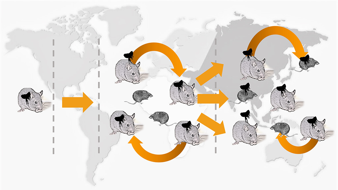 MedVet_Ent's tweet photo. Are Rattus rattus fleas invasive? Evaluation of flea communities in invasive and native rodents in Chile.

See our #EarlyView #ShortCommunication from @NaturaUdec⬇️
https://t.co/zeN3Nbcngd

@WileyEcolEvol @RoyEntSoc https://t.co/nGeb5PnU6G