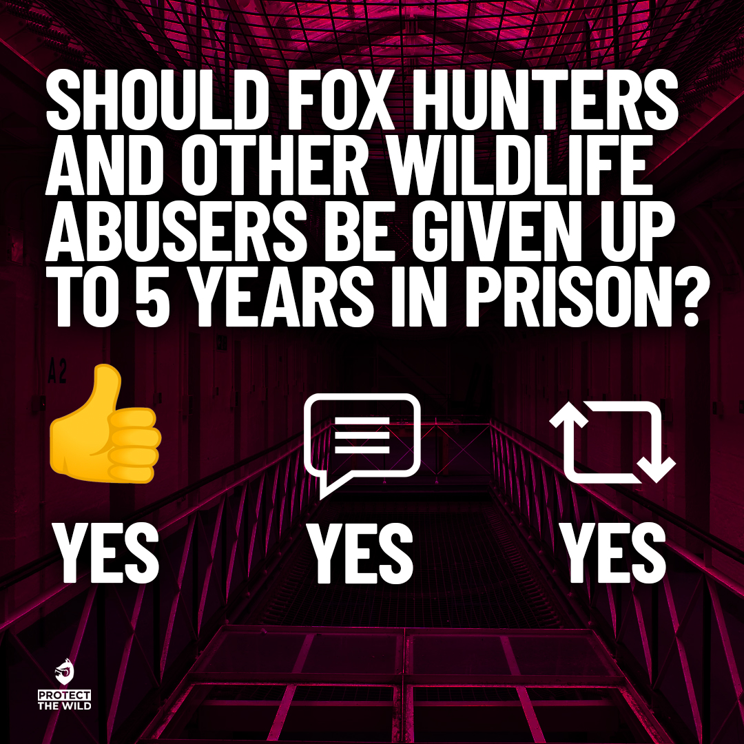 Our proposals for a proper ban on hunting would increase the punishment for illegal fox hunting