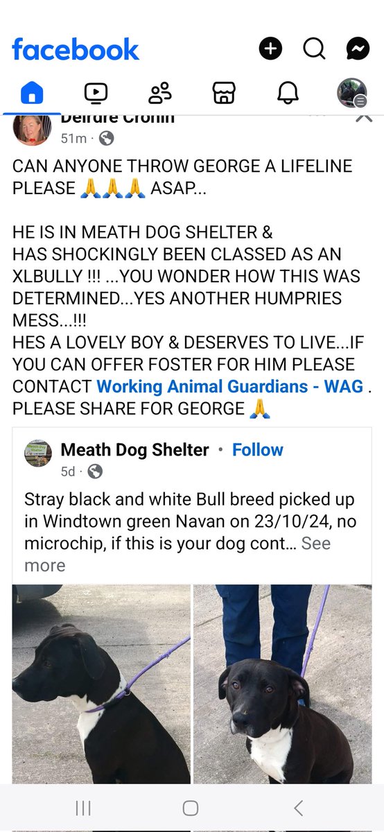 catlowry54's tweet photo. Please can we share #George who has been classed as an XLBully so you know what that means.... #SaveGeorge your share is a link in a lifeline https://t.co/QYChv1UHIB