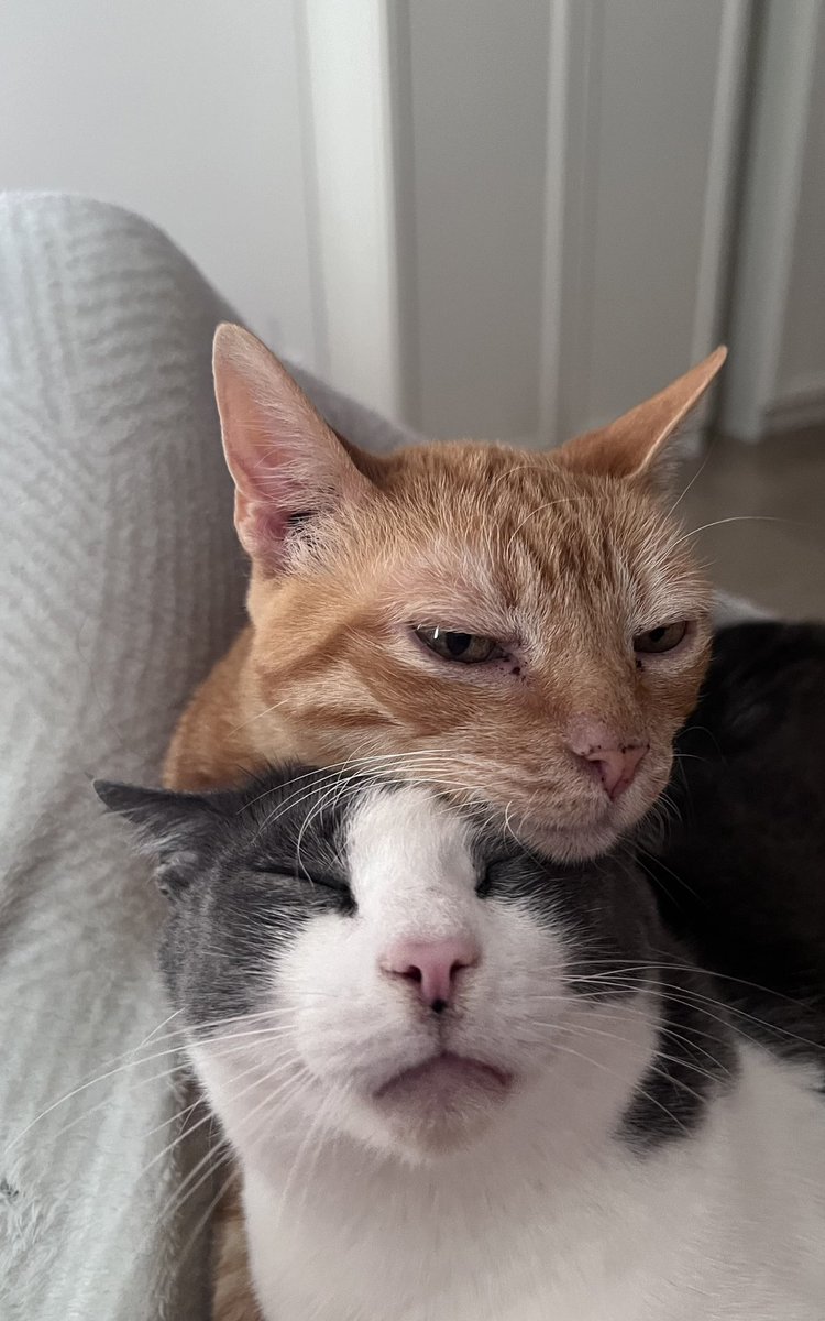 Meri Mayans tweet media