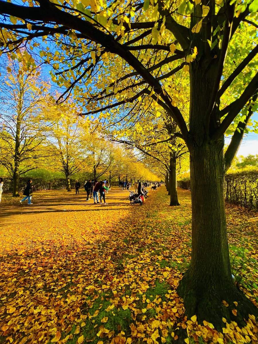 🍁
Thick fallen leaves,
clear blue sky,
Authentic London autumn is here🍂