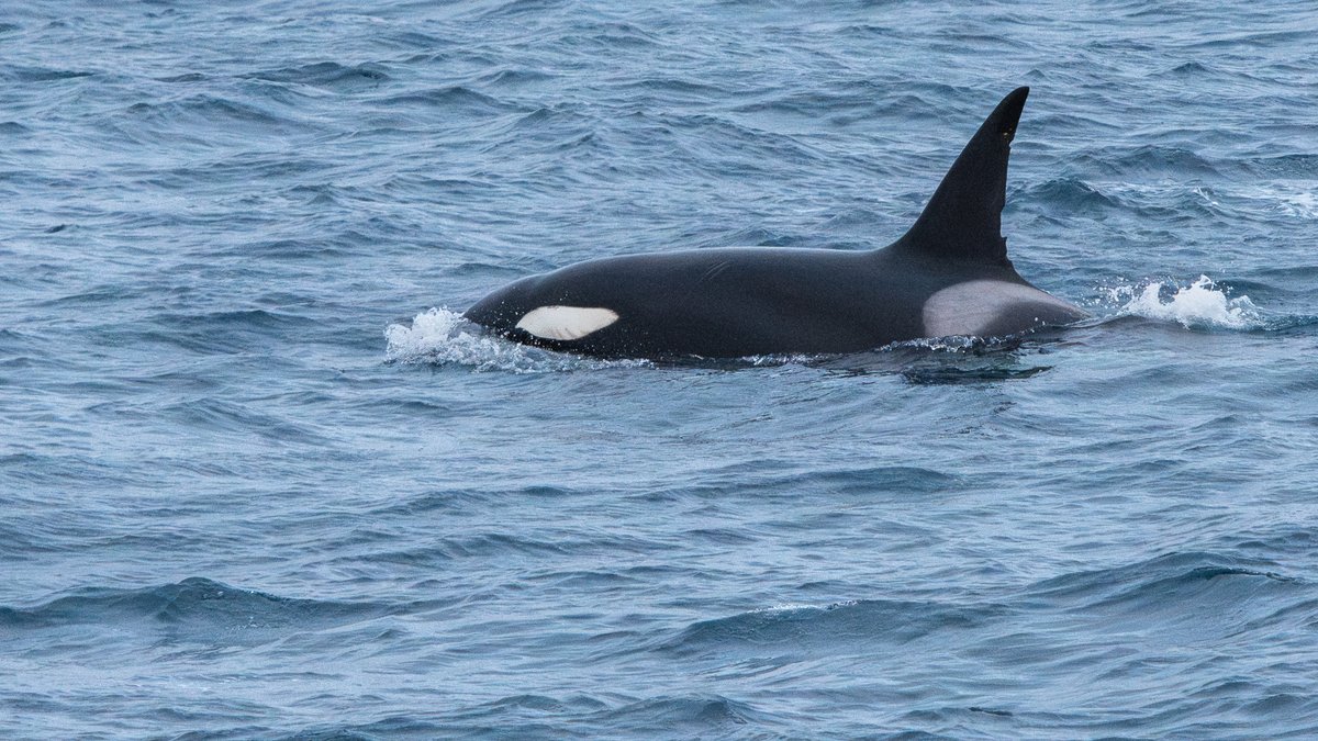 Heriot-Watt University (@heriotwattuni) on Twitter photo How and where Arctic whales encounter vessels is to be researched in a new collaboration between <a href="/HeriotWattUni/">Heriot-Watt University</a> & expedition cruise company, <a href="/HX_Expeditions/">HX Hurtigruten Expeditions</a>.
More here: tinyurl.com/mpzk9n2w
#SustainableHWU #MarineBiology #NetZero How and where Arctic whales encounter vessels is to be researched in a new collaboration between <a href="/HeriotWattUni/">Heriot-Watt University</a> & expedition cruise company, <a href="/HX_Expeditions/">HX Hurtigruten Expeditions</a>.
More here: tinyurl.com/mpzk9n2w
#SustainableHWU #MarineBiology #NetZero