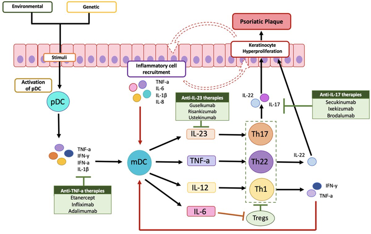 Sharing <a href="/PoppyHawkins/">Poppy Hawkins PhD (Anutr.) BSc, MSc.</a> fantastic scoping review on #diet and #psoriasis for  #WorldPsoriasisDay - the start of a journey involving many amazing people living with psoriasis! 3 more papers to come! <a href="/PsoriasisUK/">Psoriasis Association</a>