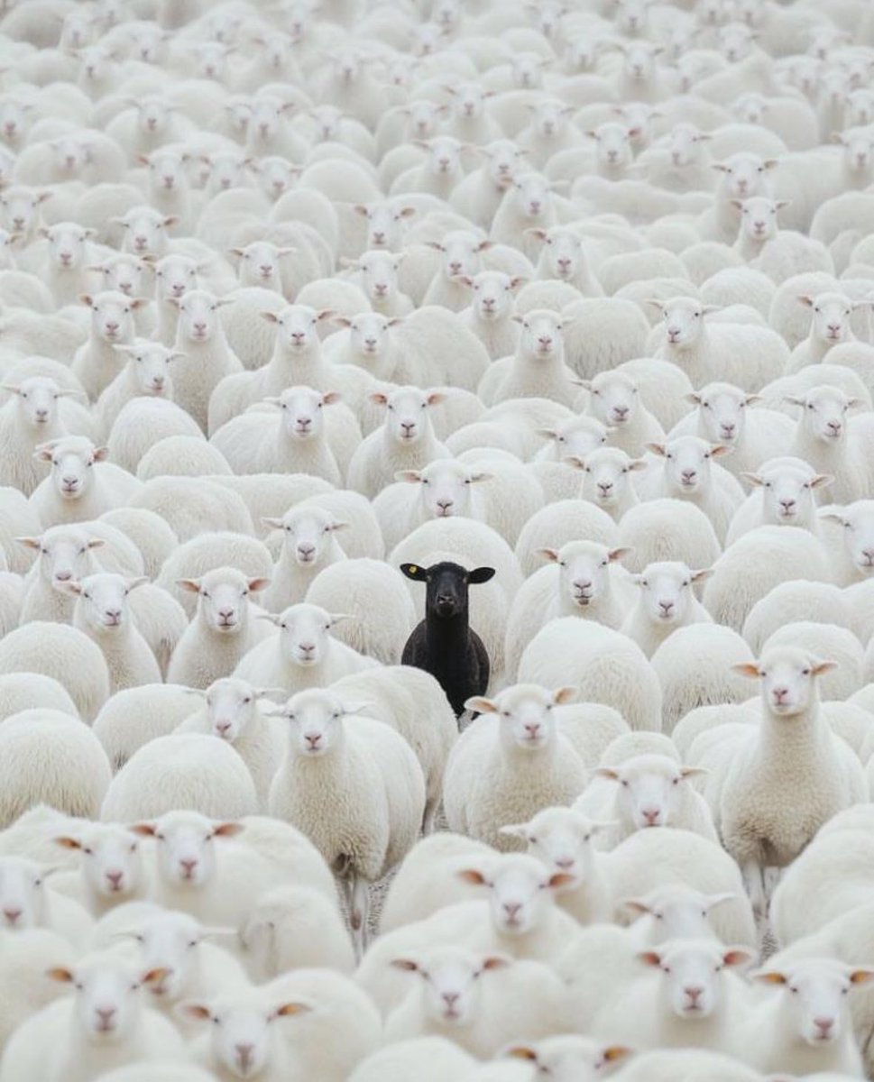 Be the black sheep and change the world.