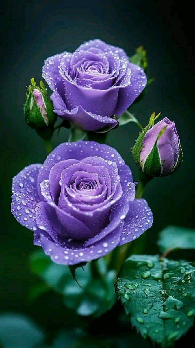 Art93539166's tweet photo. Roses for you https://t.co/n4s7F2tz7Q