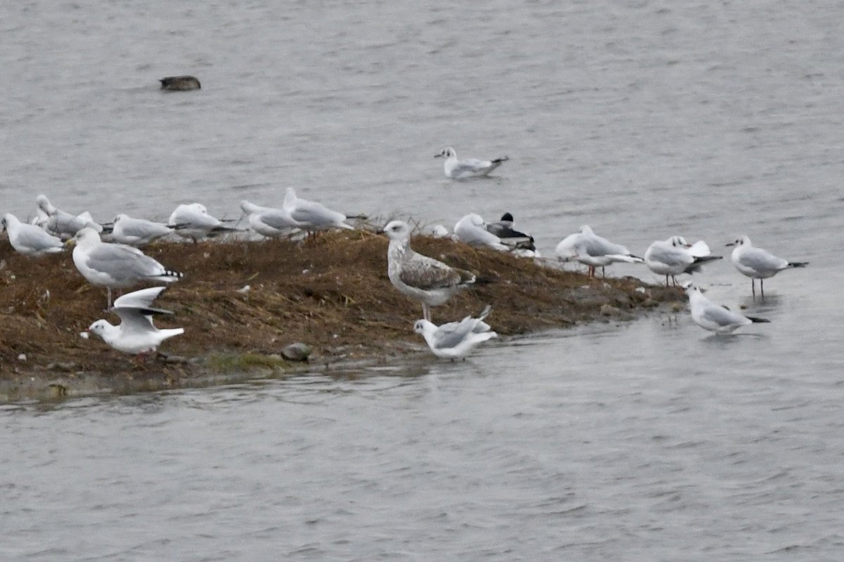 Stan Davis tweet media