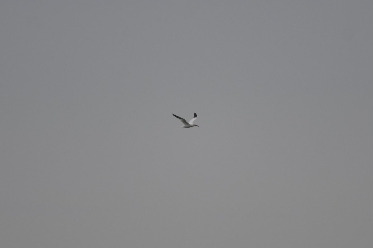 Stan Davis tweet media