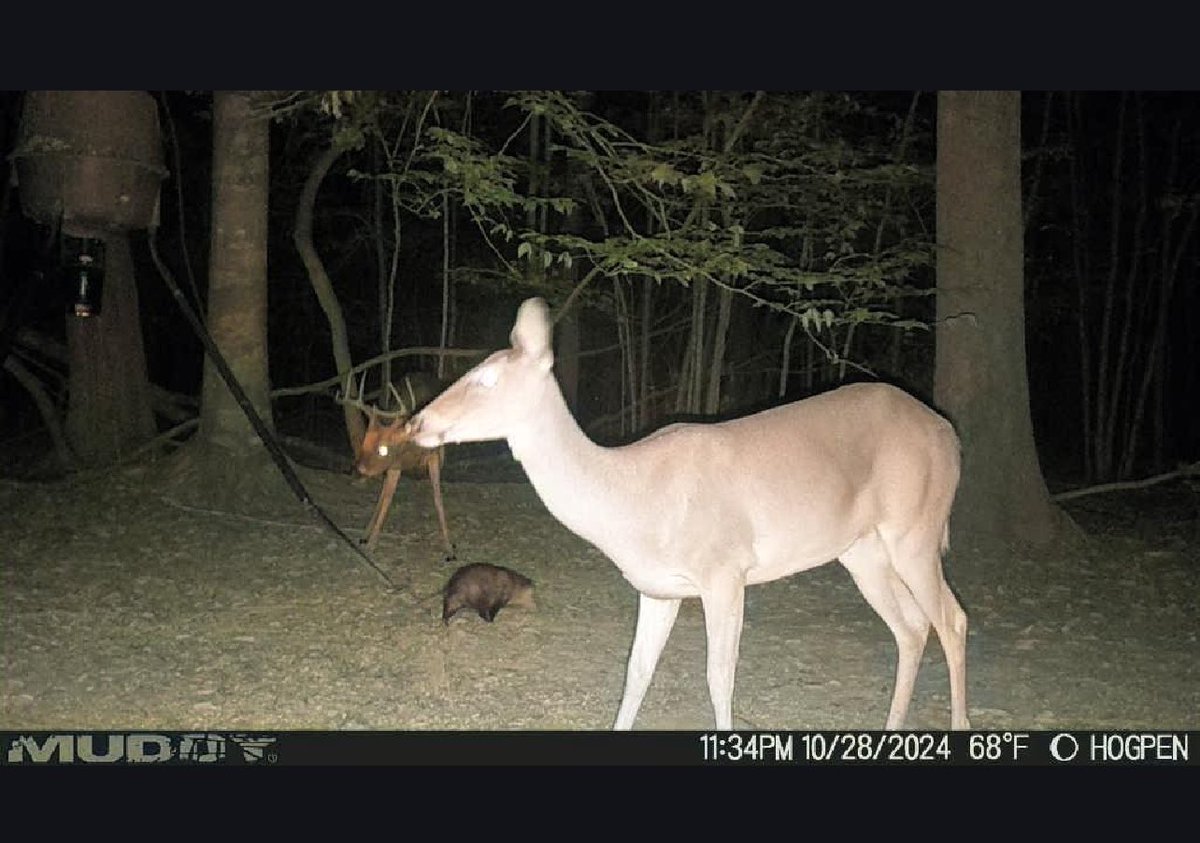 CajunAsian tweet media