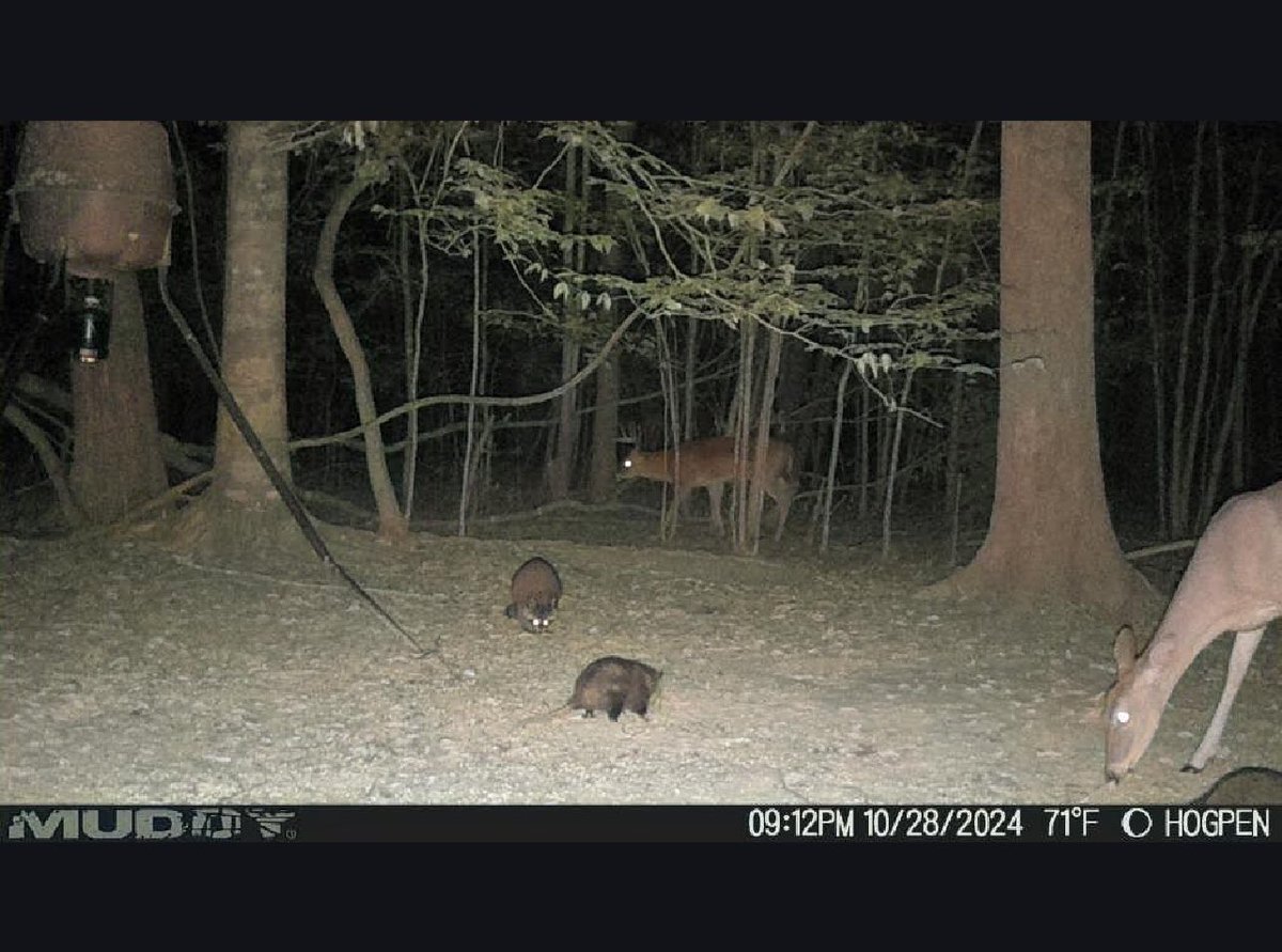 CajunAsian tweet media