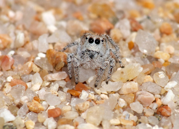 UICNfrance's tweet photo. Focus sur : le Mogrus des plages 🕷️
Cette araignée très rare sur notre territoire est classée “Vulnérable” sur la Liste rouge française de l’UICN.
© Yvan Montardi https://t.co/te356JYoWx