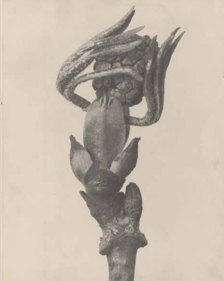 Karl Blossfeldt (1865-1932) fotografierte verschiedene Pflanzen, in zigfacher Vergrößerung, vor neutralem Hintergrund: sk-kultur.de/aktuell/detail…
📷 Sammlung Karl Blossfeldt im Archiv der Universität der Künste Berlin &amp; Die Photographische Sammlung/SK Stiftung Kultur, Köln