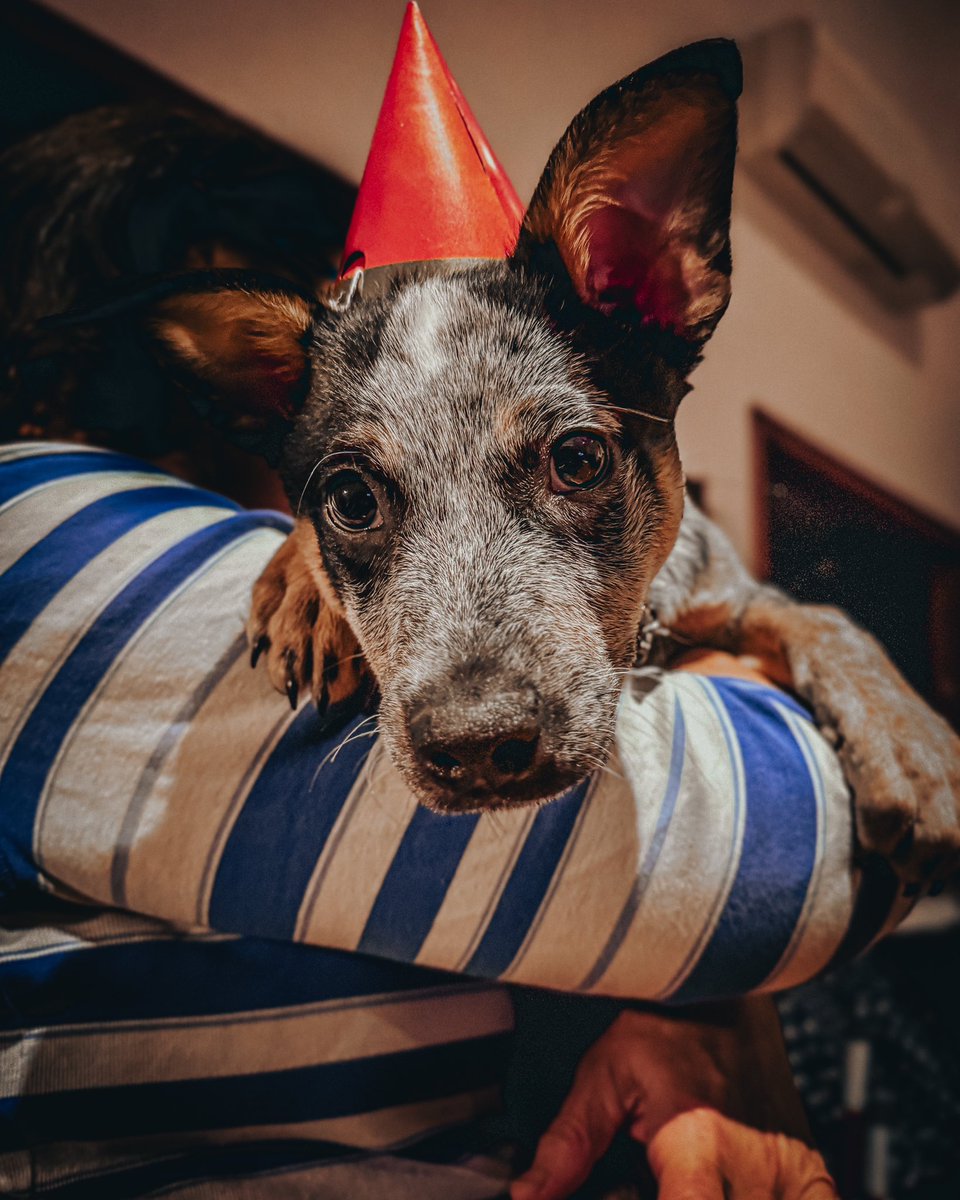 MattMakingMoves's tweet photo. My baby Hachi turned 3 months old on Sunday 😊 https://t.co/BV14pc3Q3f