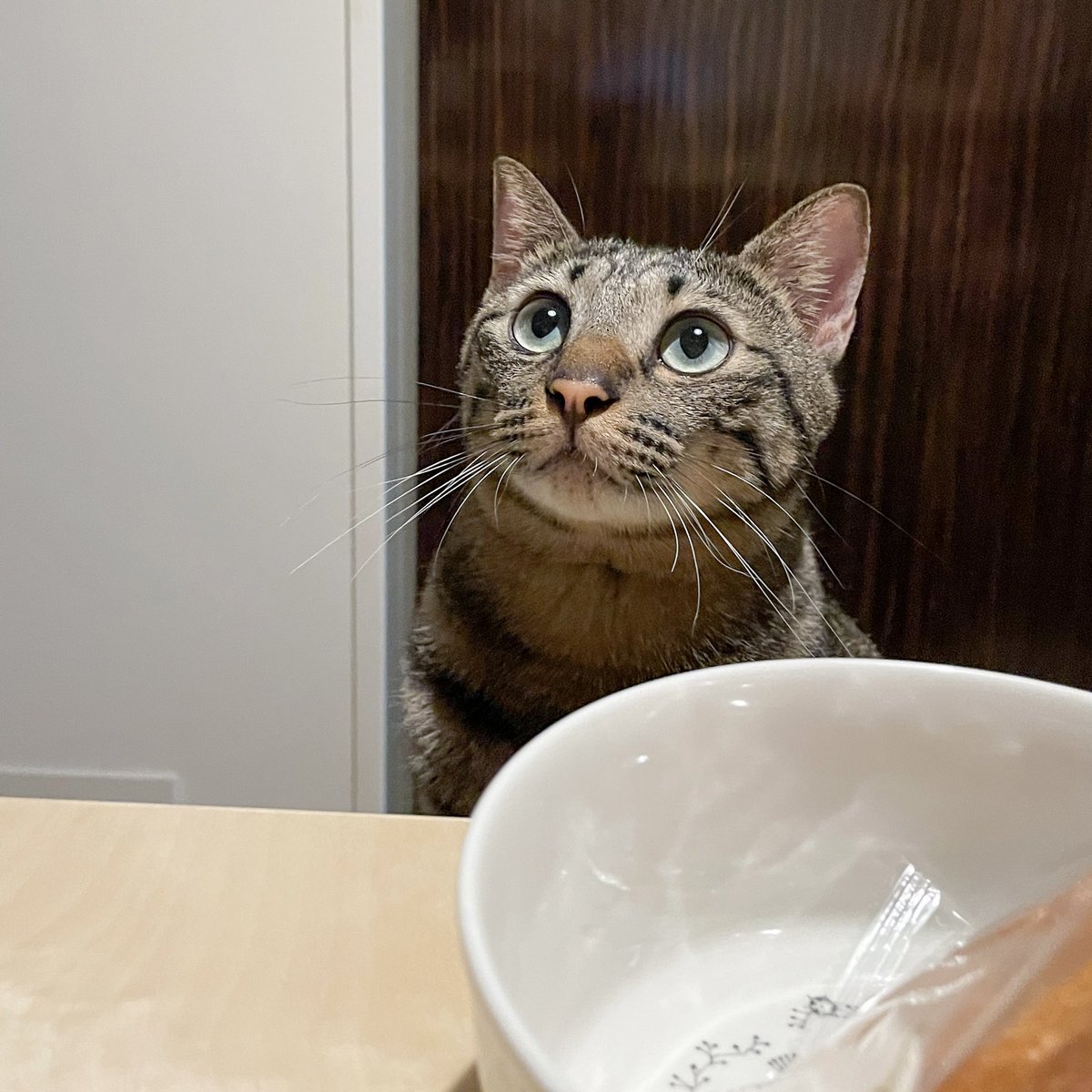 kshino9842's tweet image. 見上げる顔がおまんじゅうみたいな
かわいいうちの子
#丸顔 
#猫かわいい 
#ねこ #catlover #ねこと暮らす #猫