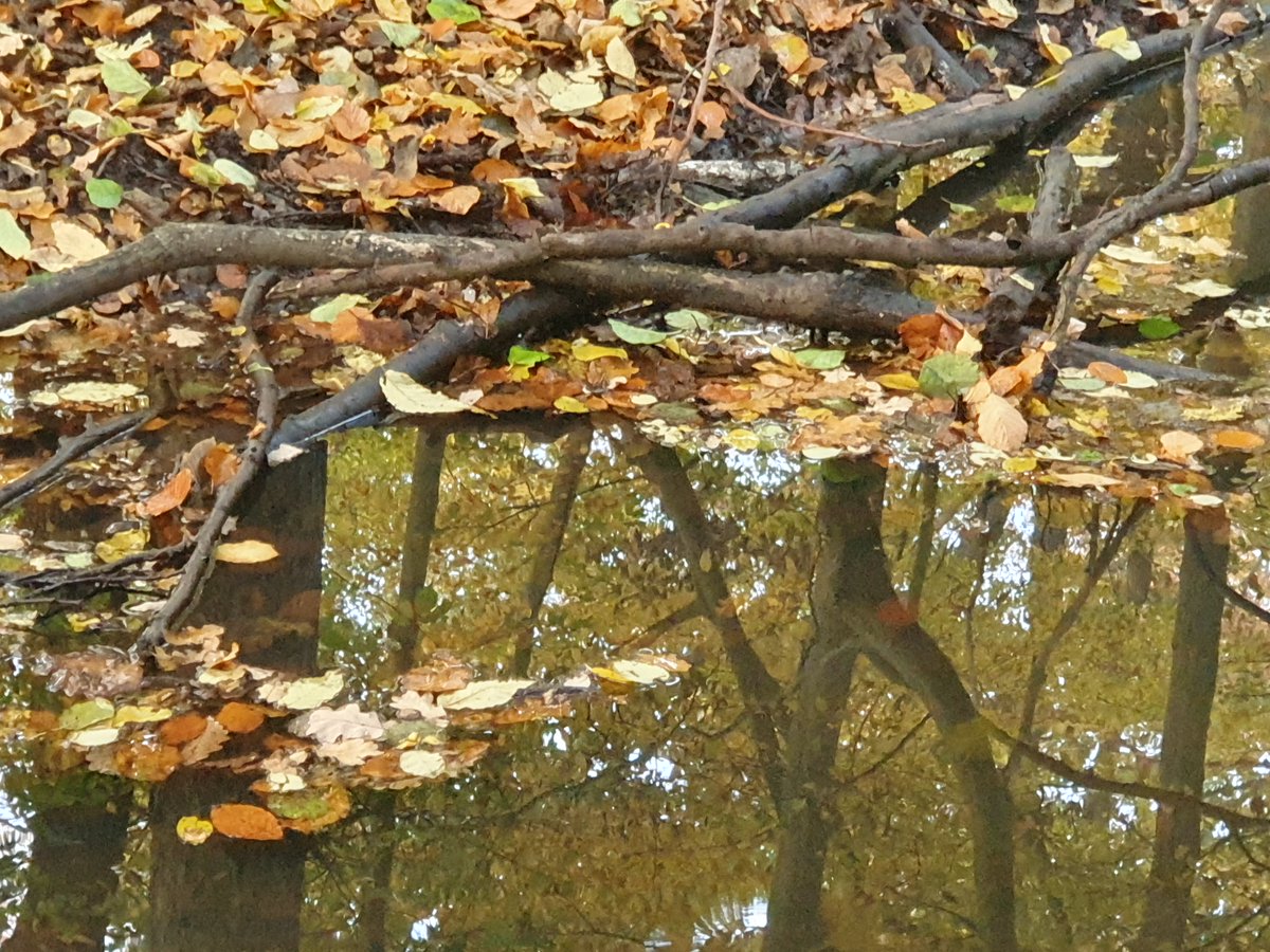 NaturwaldAk's tweet photo. Welche Ökosystemleistungen erbringen unsere Wälder? Mit dem Projekt „MoniFor“ entwickeln wir ein Verfahren, das wichtige Aspekte wie Biodiversität, Kohlenstoffspeicherung und Kühlungspotenziale in den Fokus rückt. Stay tuned. https://t.co/5BZe6TW4JX