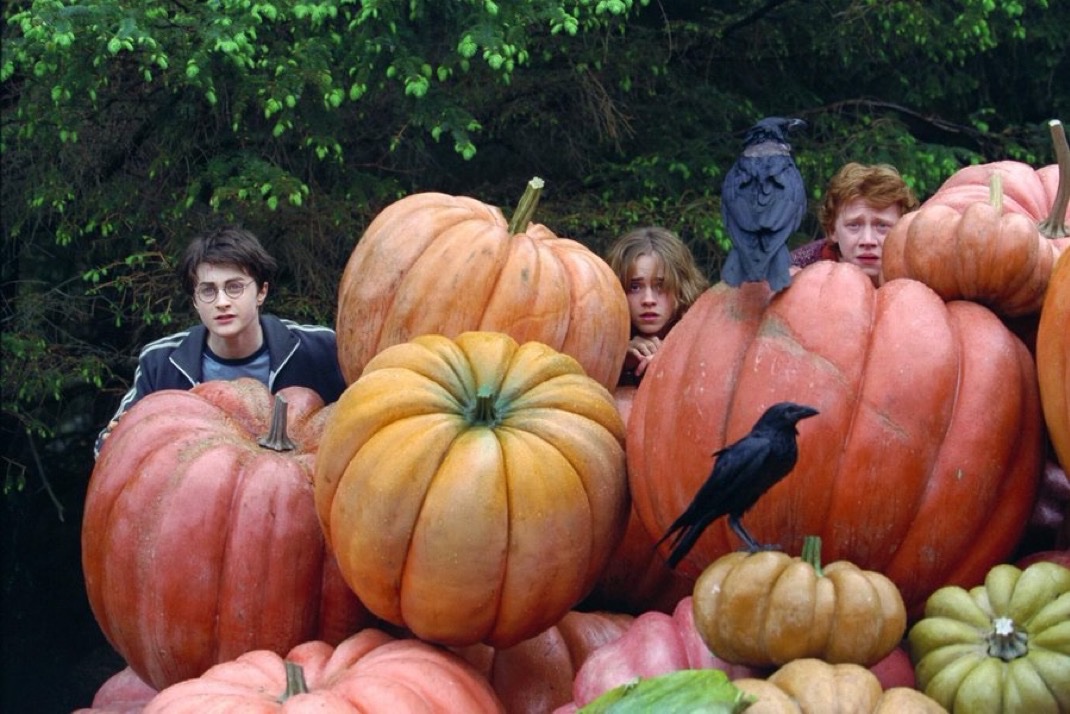 Busy getting into the Halloween spirit 🎃