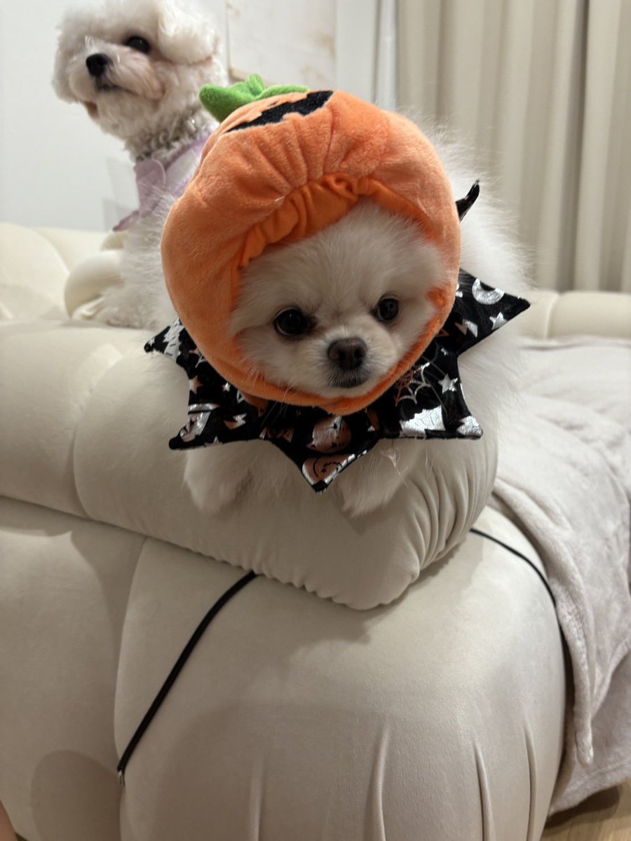 hatunedanaw's tweet photo. ハロウィンという事で僕のお姫様のコスプレを見てもらいましょう！！
本当に賢いのですが。
なぜか高速パンチを繰り返すのがわからないww 
#ポメラニアン
#犬の居る暮らし 
#pomeranian https://t.co/YfpmvZmYz8