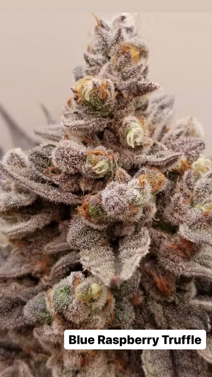 IrieGenetics's tweet photo. Blue Raspberry Truffle #iriegenetics
https://t.co/6Cl9U71xx6 https://t.co/RAXGY2sC7F