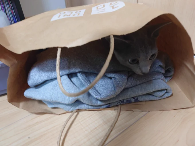 ユニクロの買い物袋の中に潜り込んだ歌ちゃん 