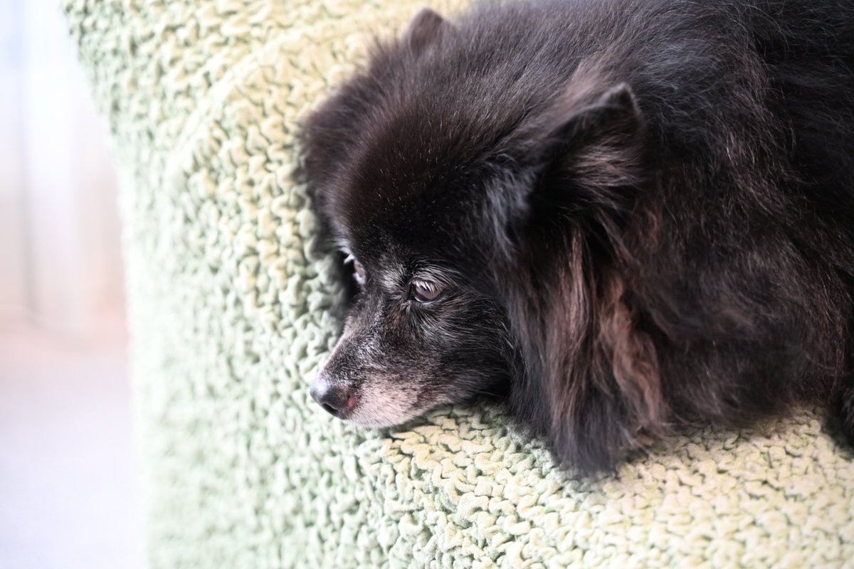 juemon_m's tweet photo. 我が家のお嬢さん🐕‍🦺
今日は留守番だなぁ、と悟ったときの一コマ
＃Nikon
＃黒ポメ
＃デカポメ https://t.co/W94j3Oz1c2