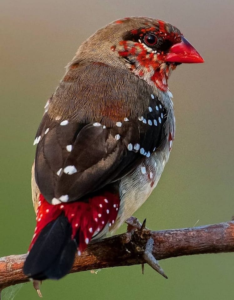MbarkCherguia's tweet photo. Strawberry Finch 🍓🐦

Image credit: @ms_wildlifeshots (Instagram) ©️

#Birds #Wildlife #NaturePhotography https://t.co/5sK7exao8f