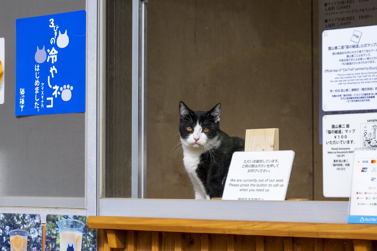 #尾道
#猫の細道