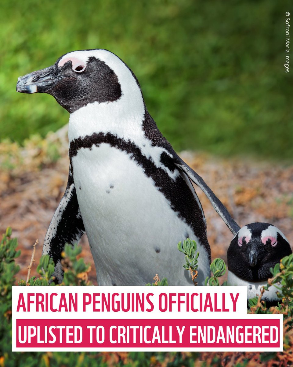 The African Penguin has been uplisted to Critically Endangered by the IUCN. 🐧🚨 Their population has declined by an alarming 97% with fewer than 10,000 breeding pairs left! Without action, they could become extinct in the wild by 2035. Show your support: pulse.ly/svfa8tlmz4