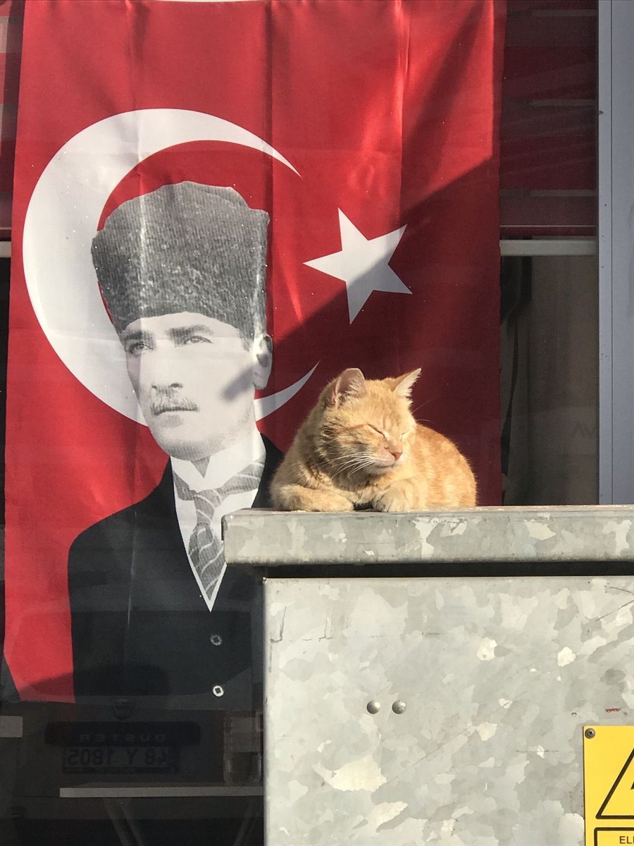 NoCatsNoLife_m's tweet photo. Happy birthday Turkey 🇹🇷🧡 https://t.co/1oKLIeYln9
