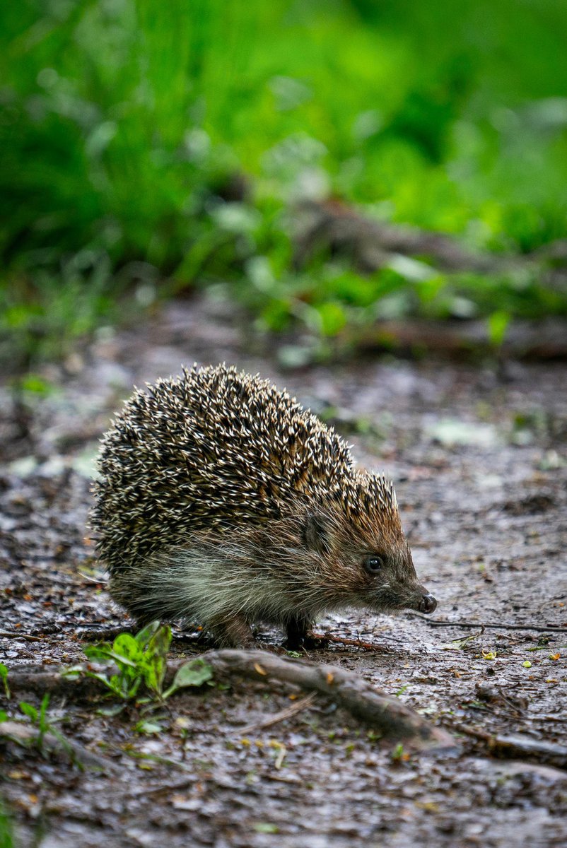 FBB_Officiel's tweet photo. 🦔 Saviez-vous que près de 90 % des décès de hérissons sont dus aux activités humaines ?

🆘 Hérisson actif en journée ? Signe de détresse : contactez un centre de soins. 

#ProtectionAnimale https://t.co/kGu9LzHJcM