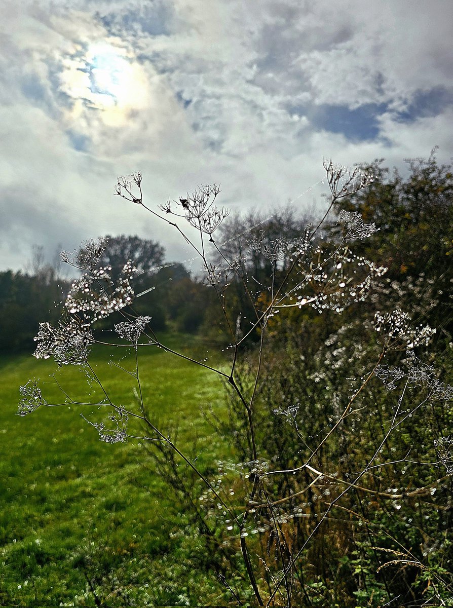 StrackGeorg's tweet photo. #Spinnweben sind im #Herbst einfach schöner https://t.co/6bCQ1ol2hQ