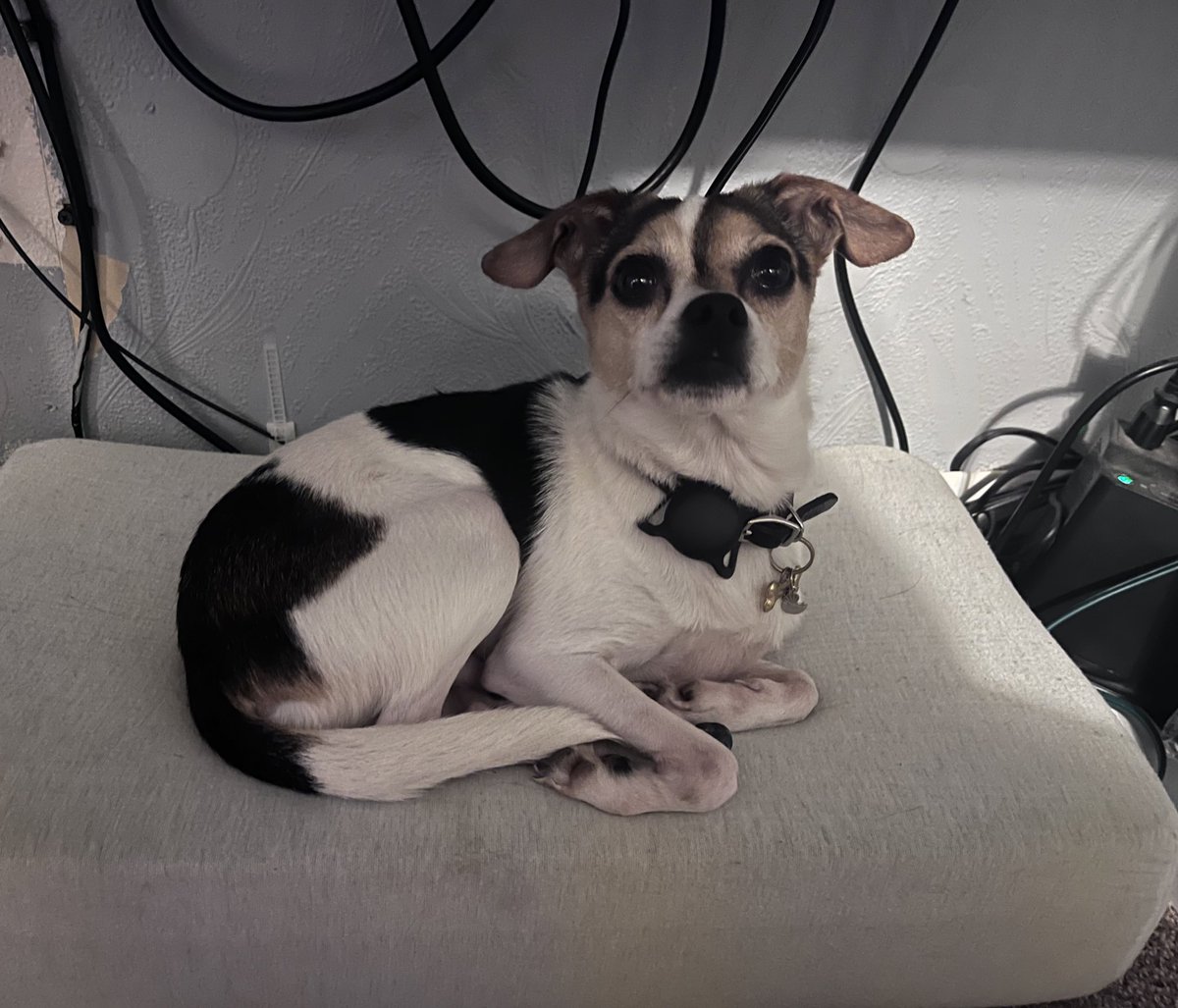 vanasaurusrex's tweet image. When you give a Tito a blueberry.