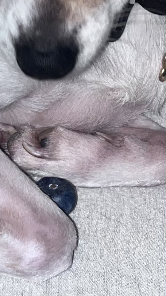 vanasaurusrex's tweet image. When you give a Tito a blueberry.