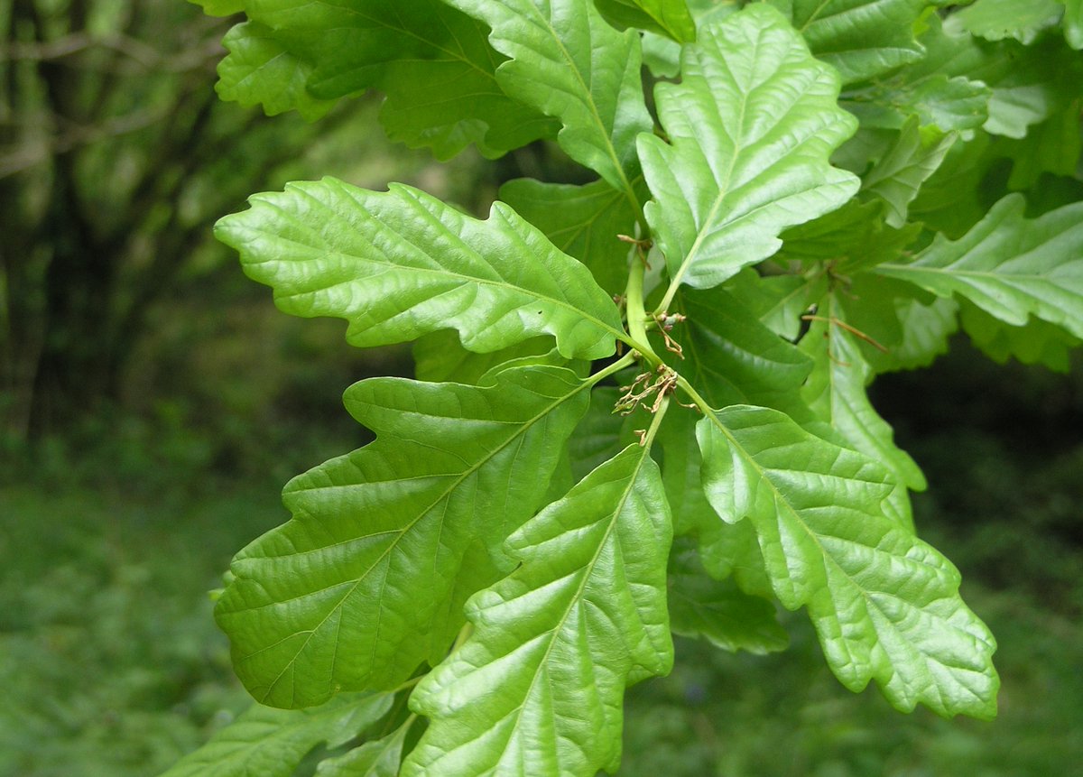 Question "I would like to plant oak but need an income when I retire." 
Why not mix oak &amp; commercial spruce plantation which could provide an annual premium of €800/hectare (€16,000 over 20 yrs for farmer).
Also €30,000/hectare for spruce thinnings &amp; harvest by yr 30 tax free.