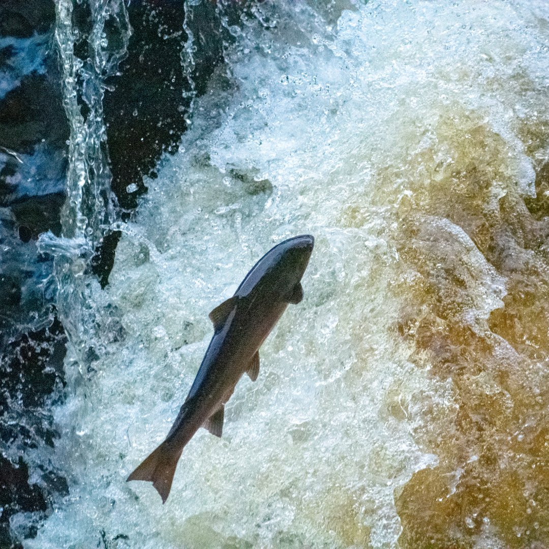 SalmonAlliance's tweet photo. A leap forward for salmon research...

MSA Data Specialist, Graeme Diack shares his excitement for a newly launched platform which represents a significant leap toward solving long-standing challenges in salmon research and monitoring data integration: https://t.co/Ci12mgZ2WH https://t.co/BnqWyUY7gH