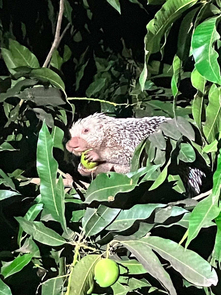 Journey Latin America tweet media