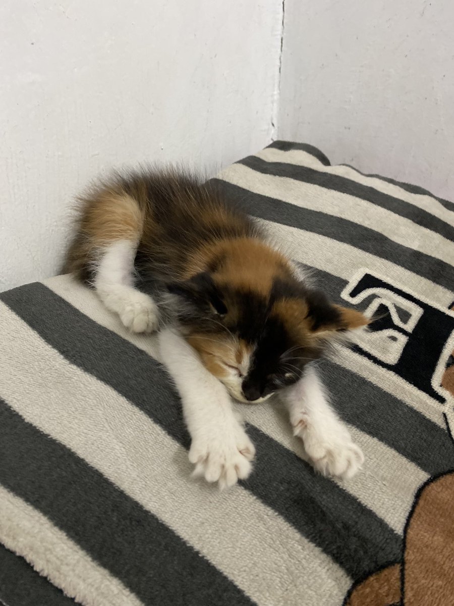 lloevs's tweet photo. Hi. aku weeyu ! 😼 https://t.co/f2bE5vg8Np