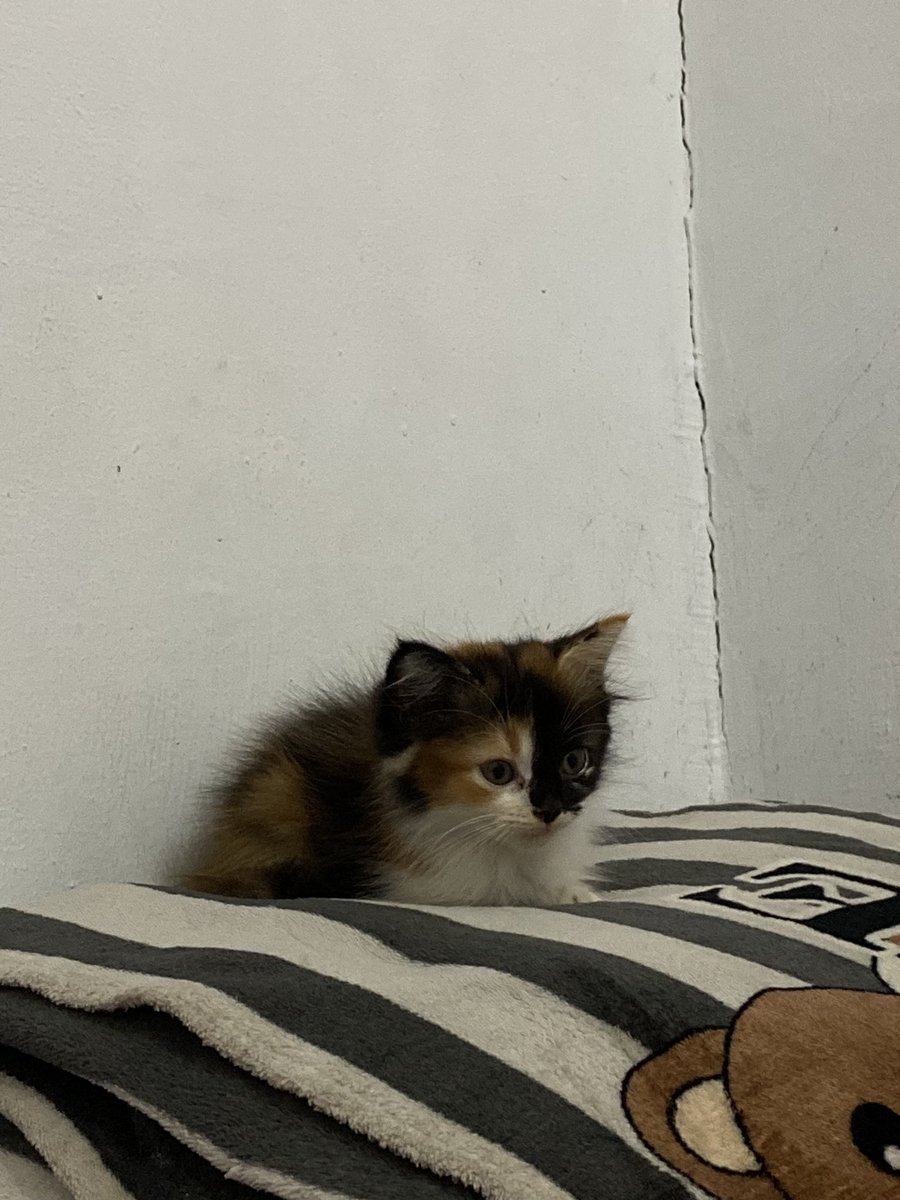 lloevs's tweet photo. Hi. aku weeyu ! 😼 https://t.co/f2bE5vg8Np