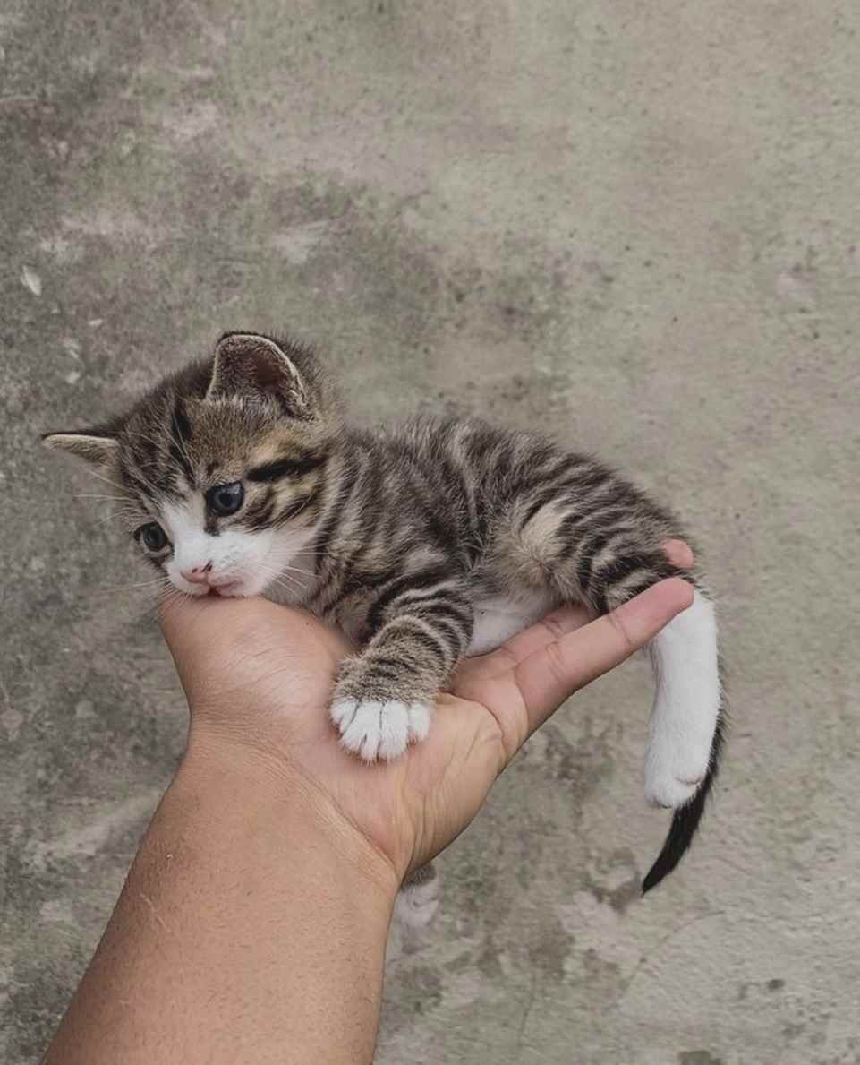 DrMiately's tweet image. Pop quiz – who's Dr Nando Miately?