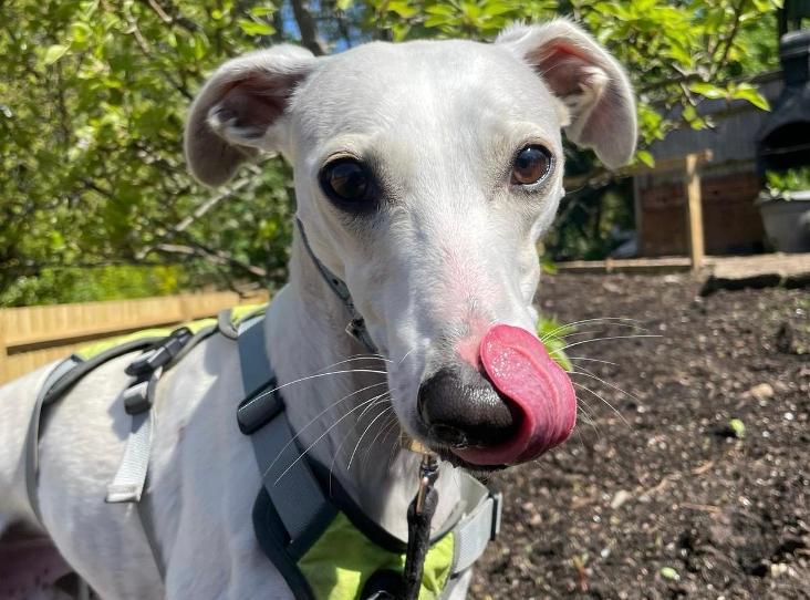 👻 Casper the friendly pup is hoping he'll put a spell on his new owner this Howl-oween and bag himself a haunted home of his own! #TongueOutTuesday #Halloween rspca.org.uk/findapet/searc…