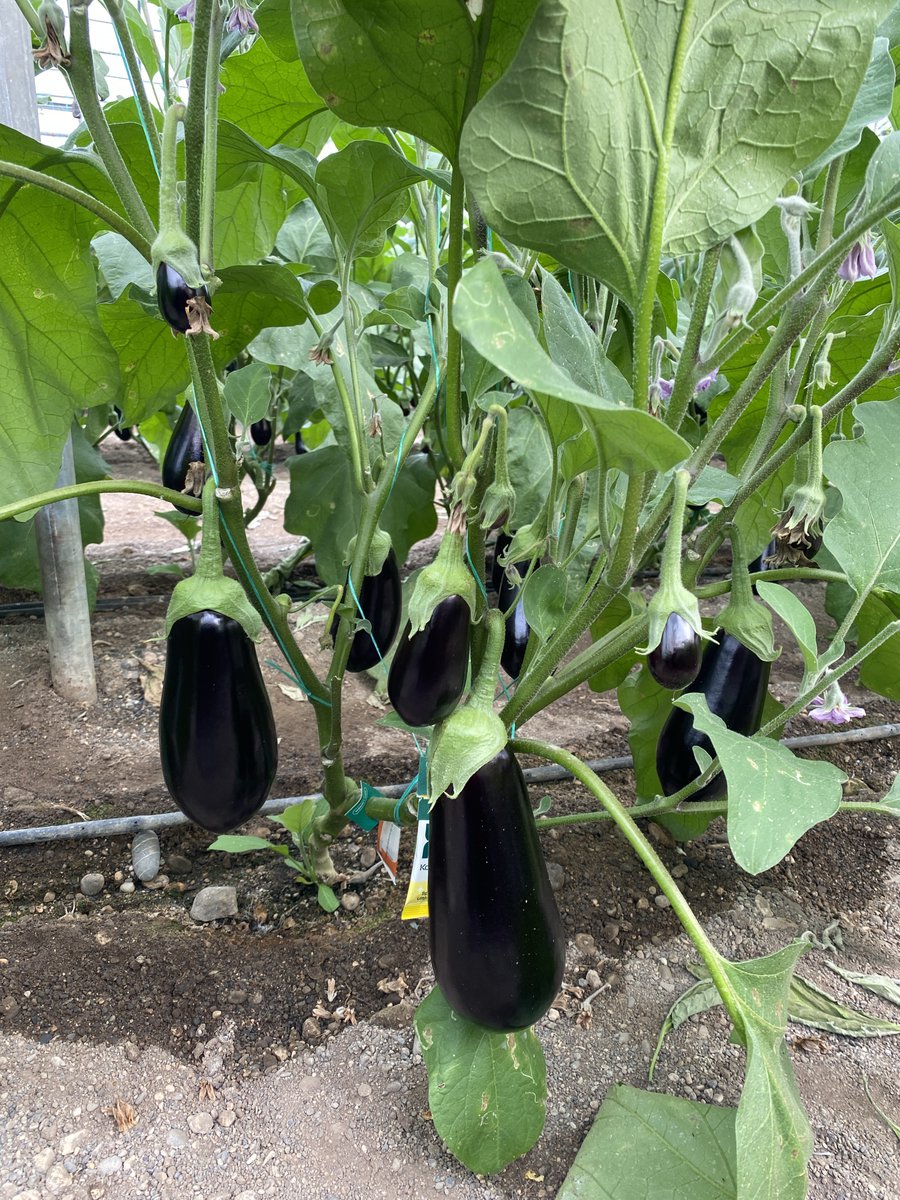 Nelka RZ
• Μελιτζάνα φλάσκα με πολύ υψηλή παραγωγή και γρήγορη συγκομιδή στη διάρκεια του χειμώνα
• Φυτό με ισορροπημένη ανάπτυξη και πολύ καλή ανθοφορία και καρπόδεση
• Μέσο βάρος καρπού 400-450 gr
• Κατάλληλη για θερμοκηπιακή καλλιέργεια