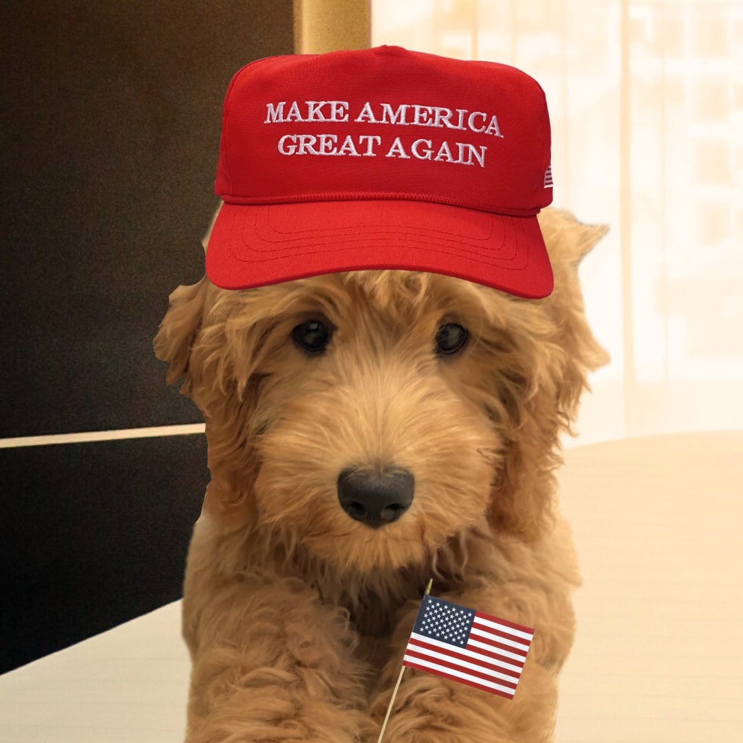 Dolly 🐩 tweet media