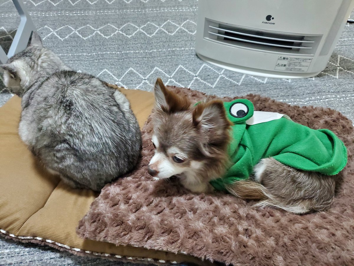 kana0229's tweet photo. https://t.co/P5TsRuR0Hw