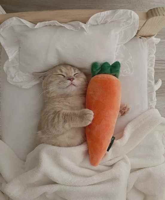 It's me, Bob bake! Surprise!