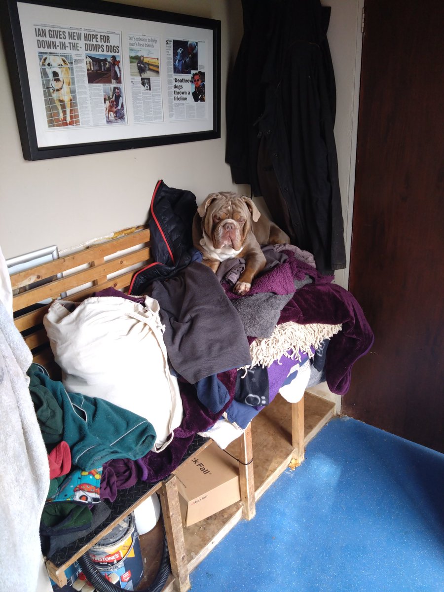 Dun-Roamin' Dogs (@dunroamin_dogs) on Twitter photo 