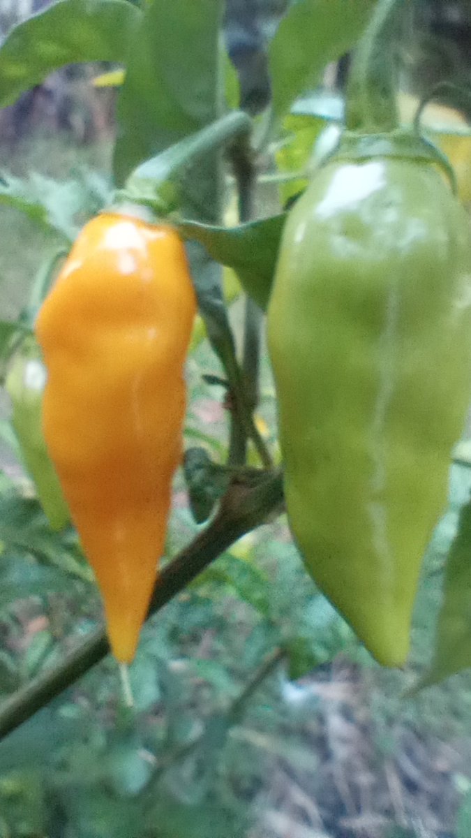 pepper_passion's tweet photo. Fresh Hot Datils in North Florida #savethedatil #datil #datilpepper https://t.co/e6hlwKIcHA
