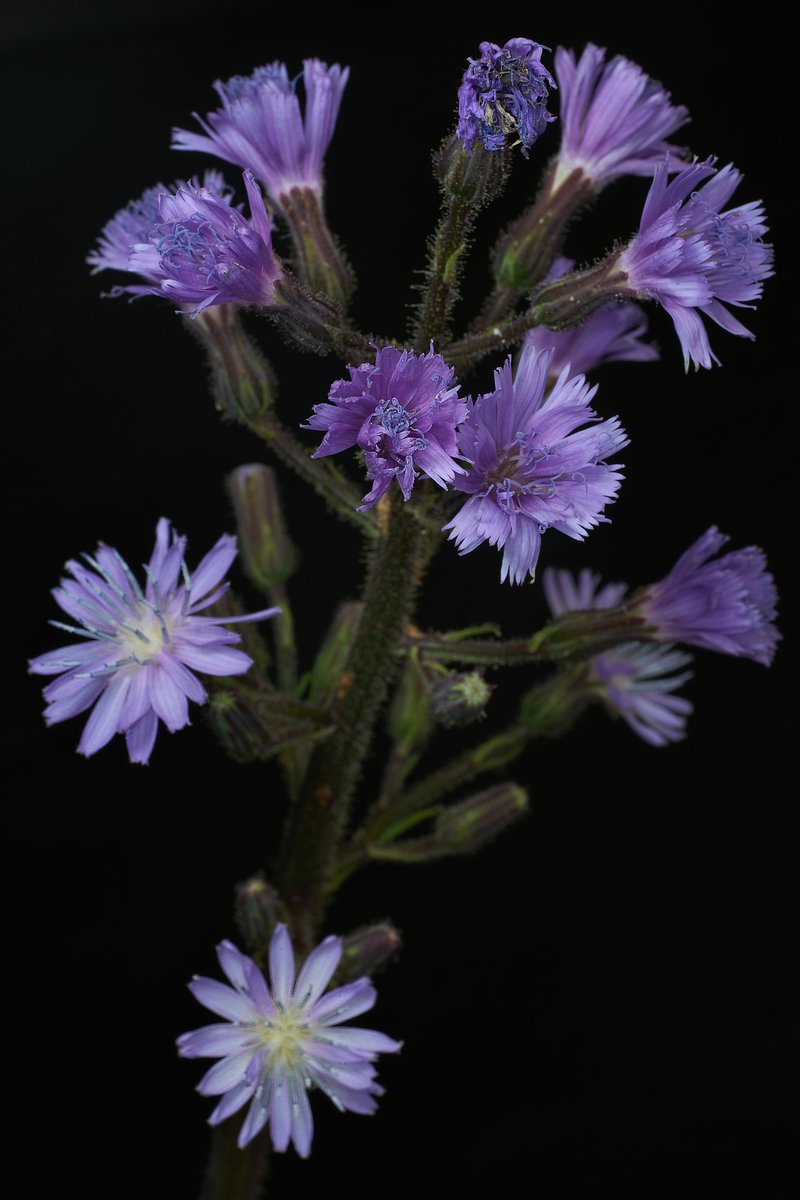 NatureScot (@naturescot) on Twitter photo 🌸 One of our rarest plants, the Alpine blue sow-thistle, is making a come-back thanks to some clever 'match-making' to produce healthy new seeds for planting.
📖 Check out the <a href="/TheBotanics/">Royal Botanic Garden Edinburgh</a> blog for the full story ➡️ orlo.uk/V0WrW
#NatureRestorationFund 🌸 One of our rarest plants, the Alpine blue sow-thistle, is making a come-back thanks to some clever 'match-making' to produce healthy new seeds for planting.
📖 Check out the <a href="/TheBotanics/">Royal Botanic Garden Edinburgh</a> blog for the full story ➡️ orlo.uk/V0WrW
#NatureRestorationFund