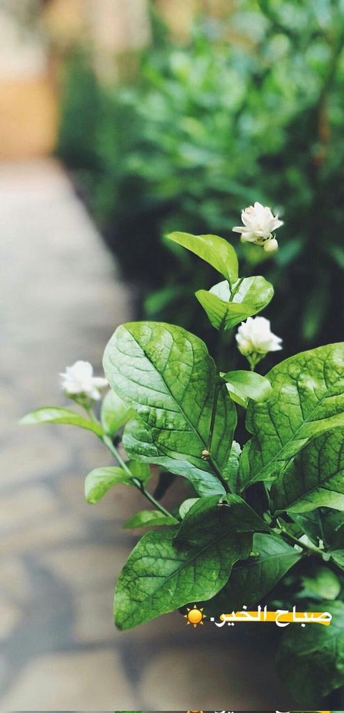 SamirYo47003864's tweet photo. هل تتذكر متى انضممت إلى X؟ نعم أتذكر! #الذكرى_السنوية_لانضمامي_إلى_X https://t.co/RlRGYAUw9q