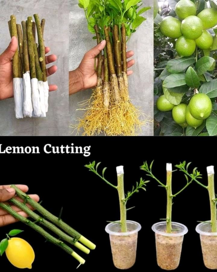 WorldlyHQ's tweet photo. **How to Propagate a Lemon Tree from Cuttings 🍋**

Propagating a lemon tree from cuttings is a rewarding way to grow your own citrus tree at home! With just a few simple steps, you can start your journey toward fresh lemons right from your garden. 

### Steps:
1. **Choose Healthy Cuttings**: Select a healthy, non-flowering stem from a mature lemon tree. Aim for a cutting that’s about 6-8 inches long with several leaves.
2. **Prepare the Cuttings**: Trim the cutting just below a leaf node to encourage root growth. Remove the lower leaves, leaving a couple of leaves at the top.
3. **Use Rooting Hormone**: Dip the cut end of the cutting into rooting hormone to promote faster root development (optional but recommended).
4. **Plant the Cuttings**: Fill a pot with well-draining potting mix and plant the cutting about 2-3 inches deep. Water the soil lightly.
5. **Create a Humid Environment**: Cover the pot with a plastic bag or place it in a mini greenhouse to maintain humidity. Ensure it receives indirect sunlight.
6. **Monitor Growth**: Check the soil moisture regularly and remove the cover once roots develop (about 4-6 weeks).