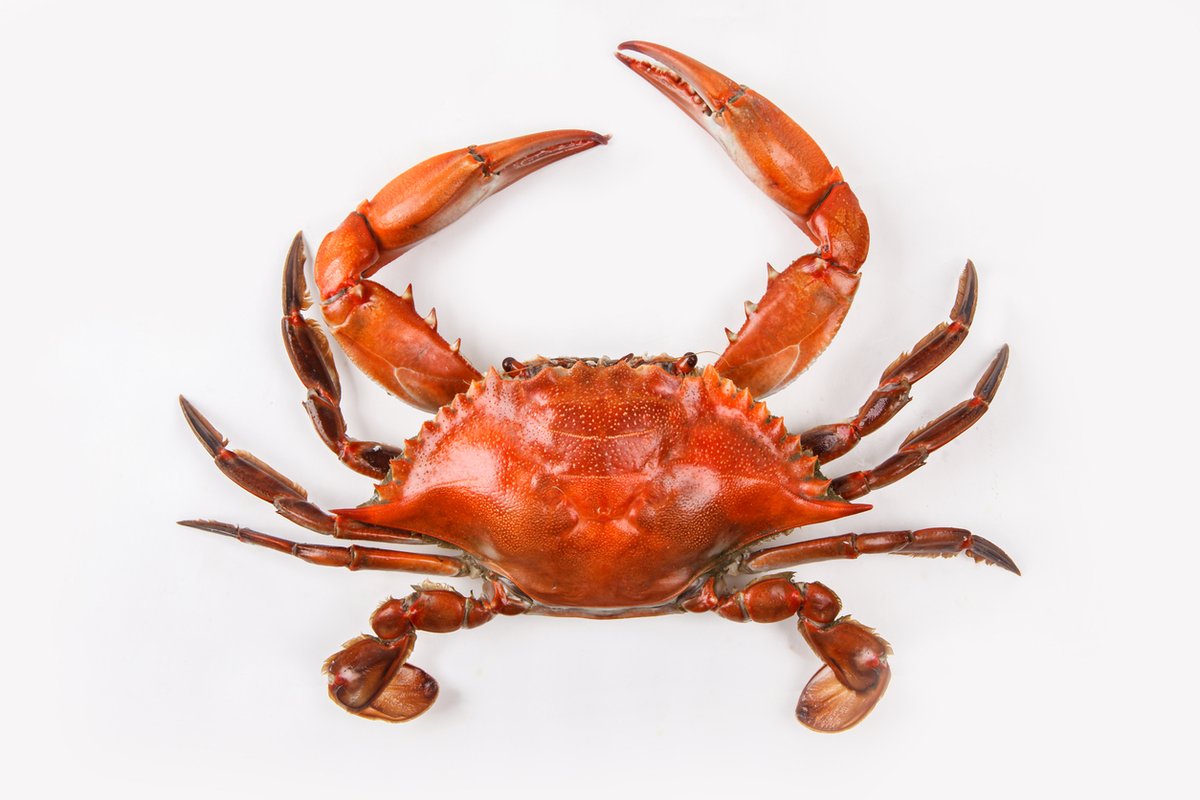 shopseafoods's tweet photo. Now through November 4th, purchase our crab products at 20% off using code CRAB2024 at checkout.* Offer details in the comments. Happy crabbing! #reallyfreshfish #shoplegal https://t.co/5bwl24RC3e